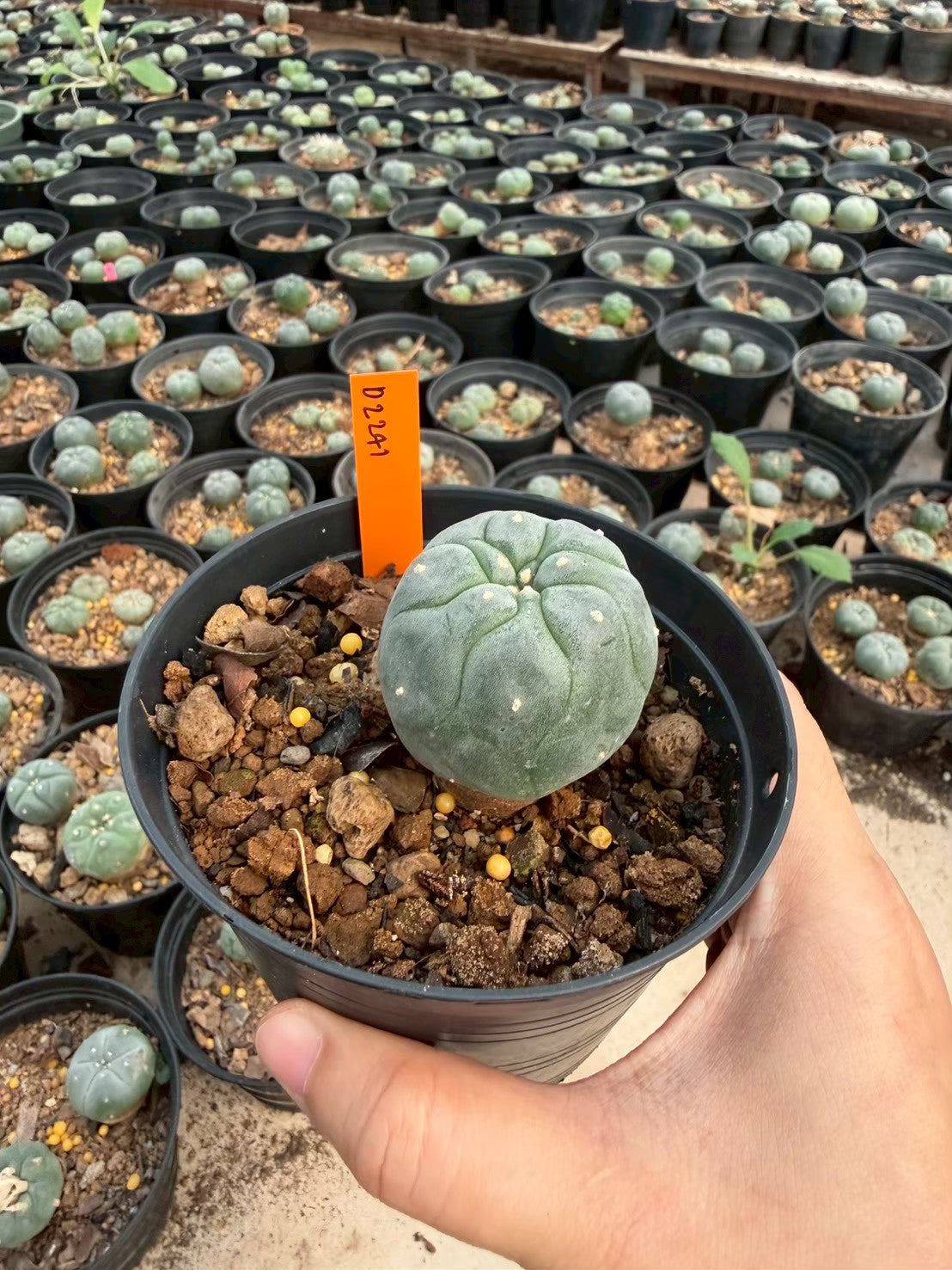 Lophophora williamsii – Peyote Cactus (Seed Grown, 3-3.5 cm, Own Root) 12 years old