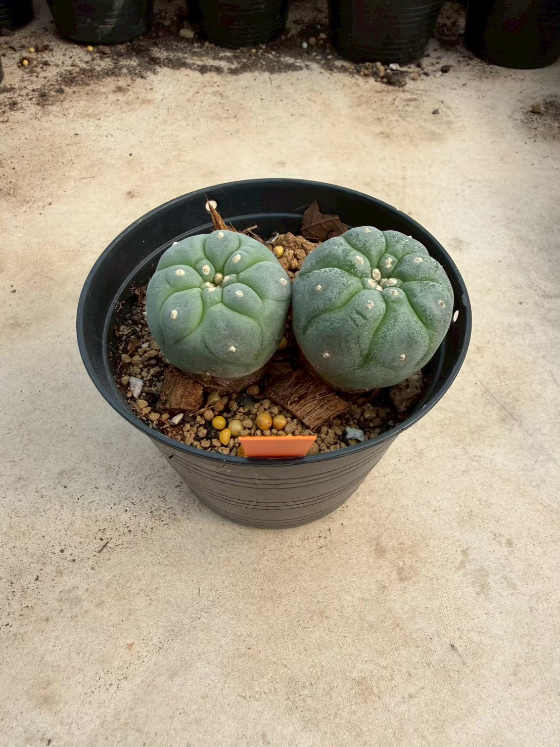 Lophophora williamsii – Peyote Cactus (Seed Grown, 3-3.5 cm, Own Root) 12 years old