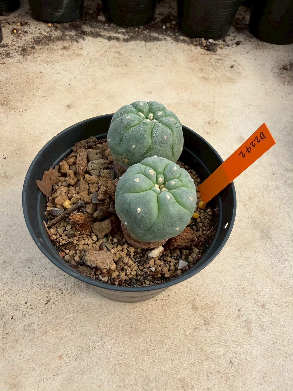 Lophophora williamsii – Peyote Cactus (Seed Grown, 3-3.5 cm, Own Root) 12 years old