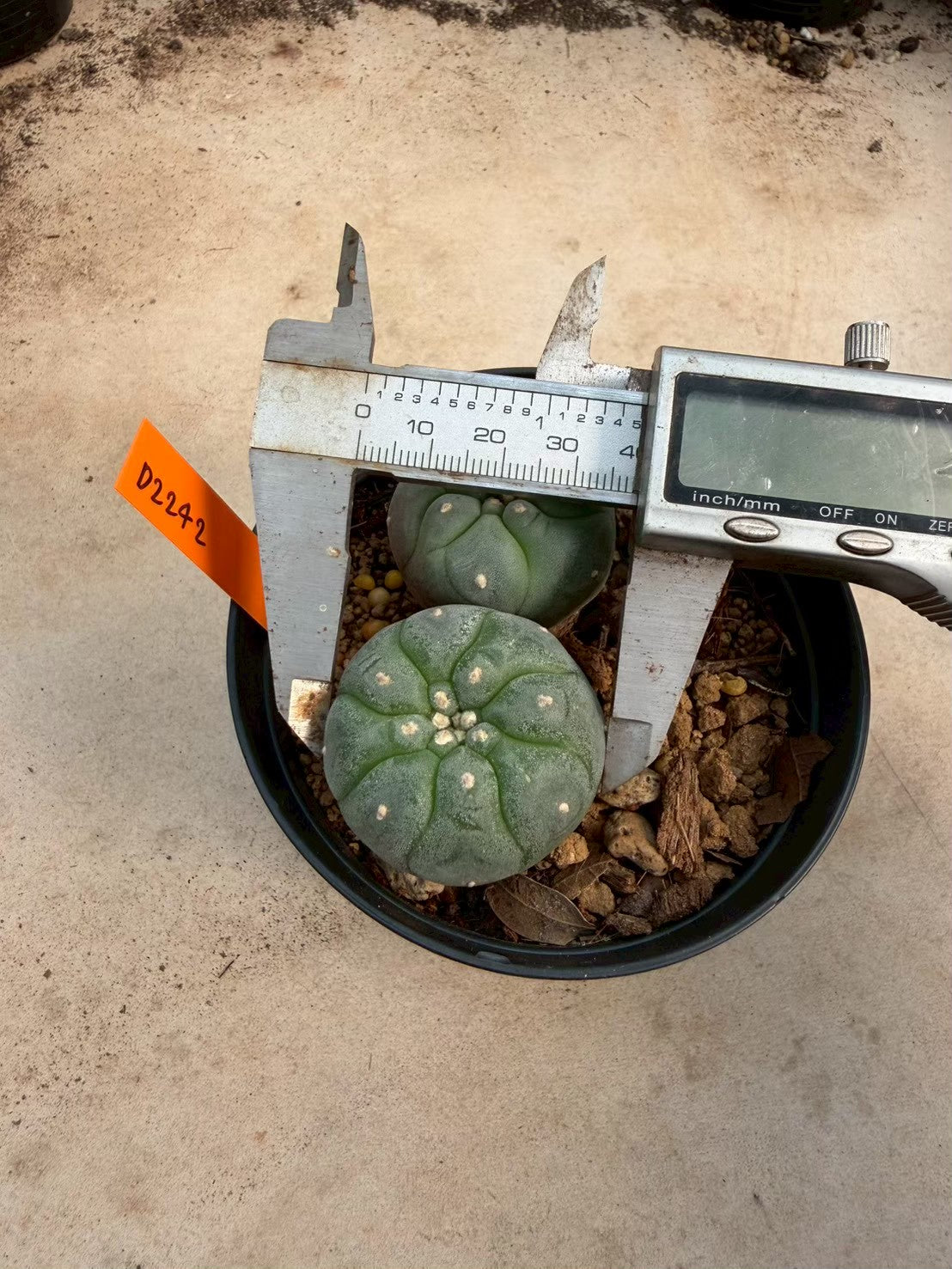 Lophophora williamsii – Peyote Cactus (Seed Grown, 3-3.5 cm, Own Root) 12 years old