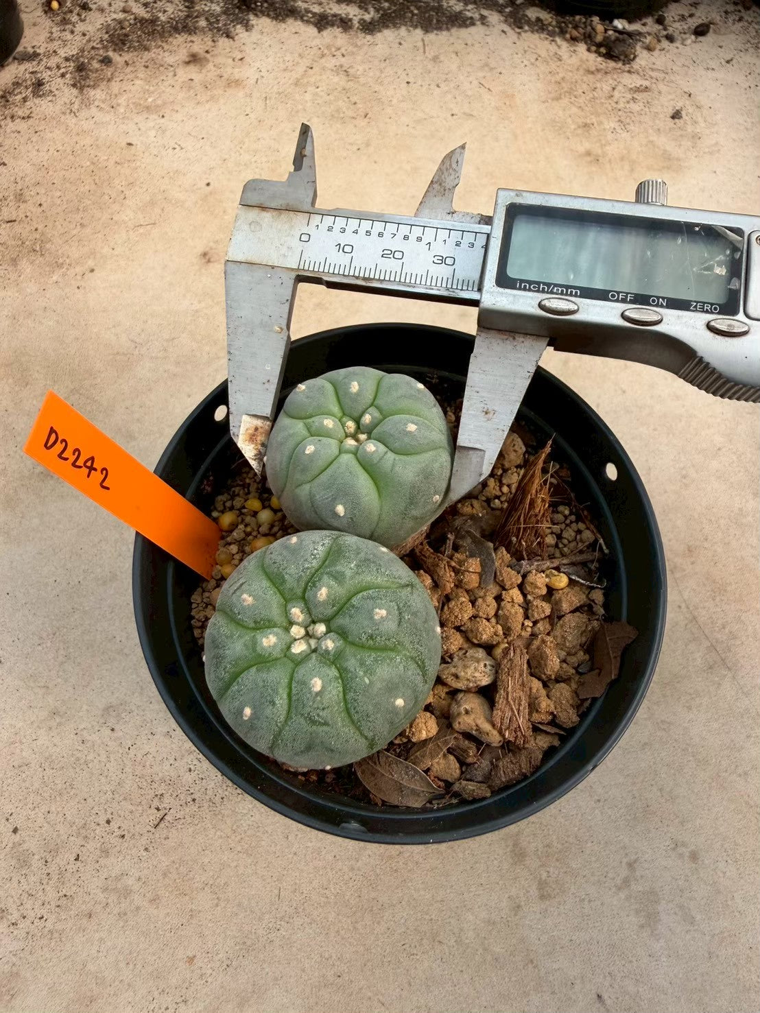 Lophophora williamsii – Peyote Cactus (Seed Grown, 3-3.5 cm, Own Root) 12 years old