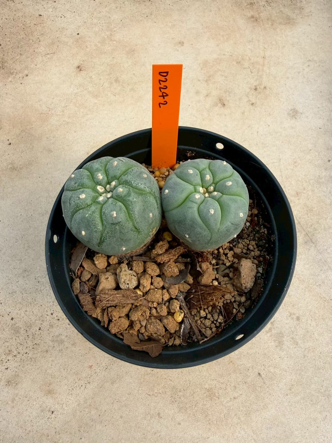 Lophophora williamsii – Peyote Cactus (Seed Grown, 3-3.5 cm, Own Root) 12 years old