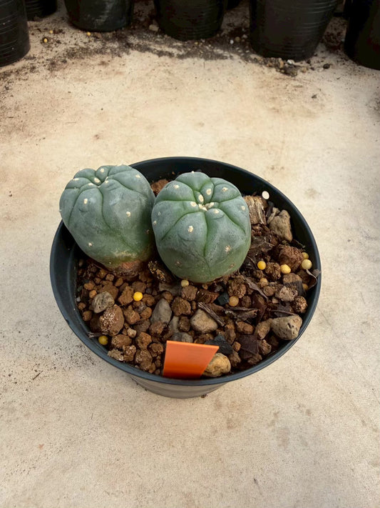 Lophophora williamsii – Peyote Cactus (Seed Grown, 3-3.5 cm, Own Root) 12 years old