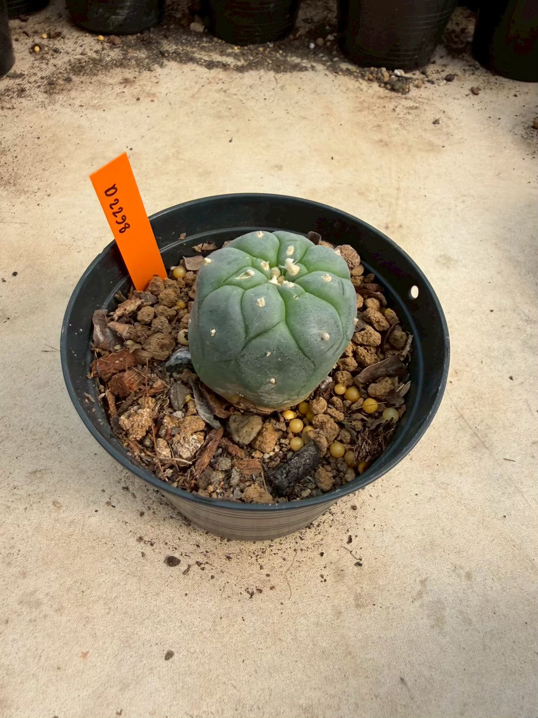 Lophophora williamsii – Peyote Cactus (Seed Grown, 3-3.5 cm, Own Root) 12 years old