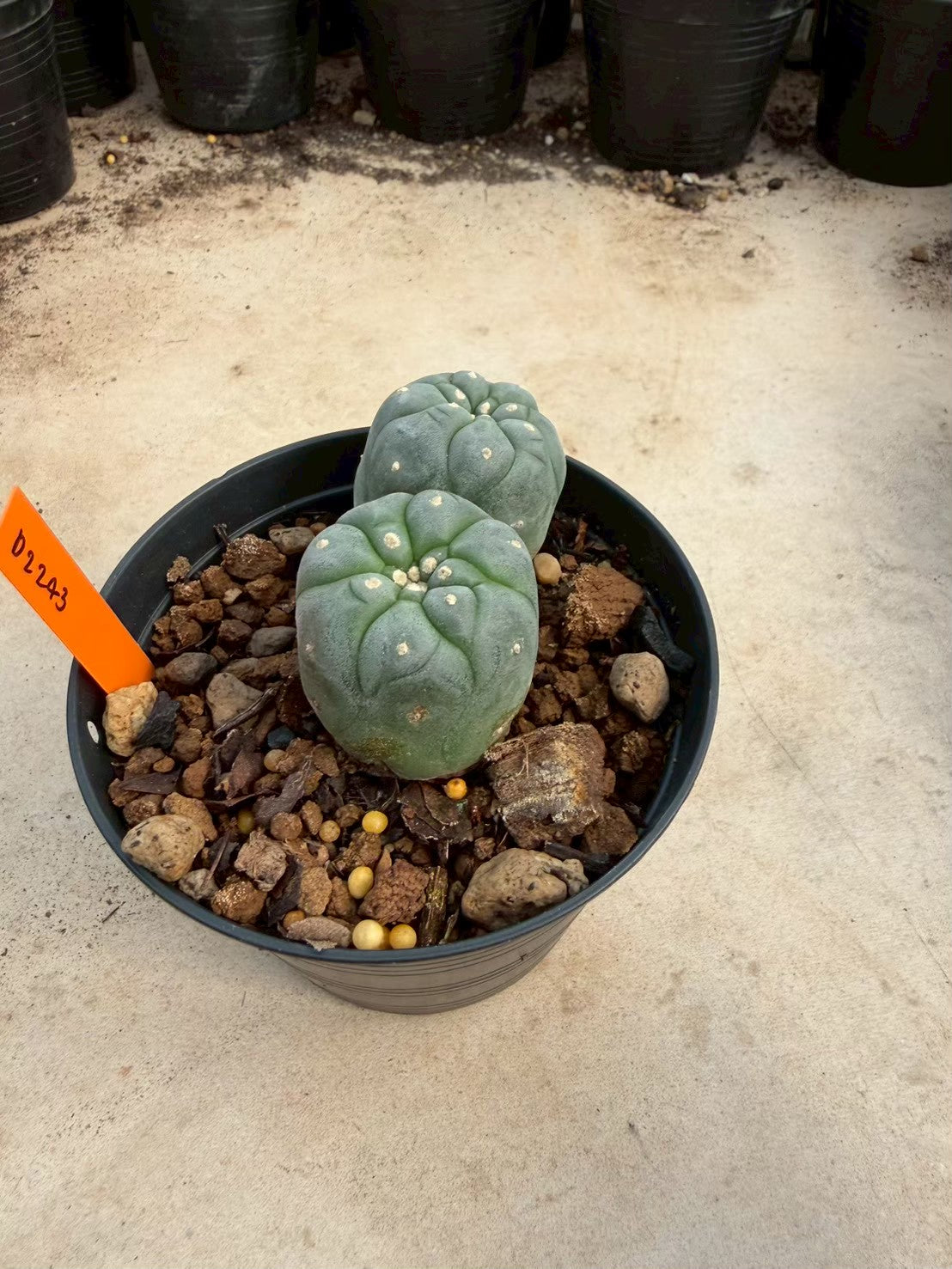 Lophophora williamsii – Peyote Cactus (Seed Grown, 3-3.5 cm, Own Root) 12 years old