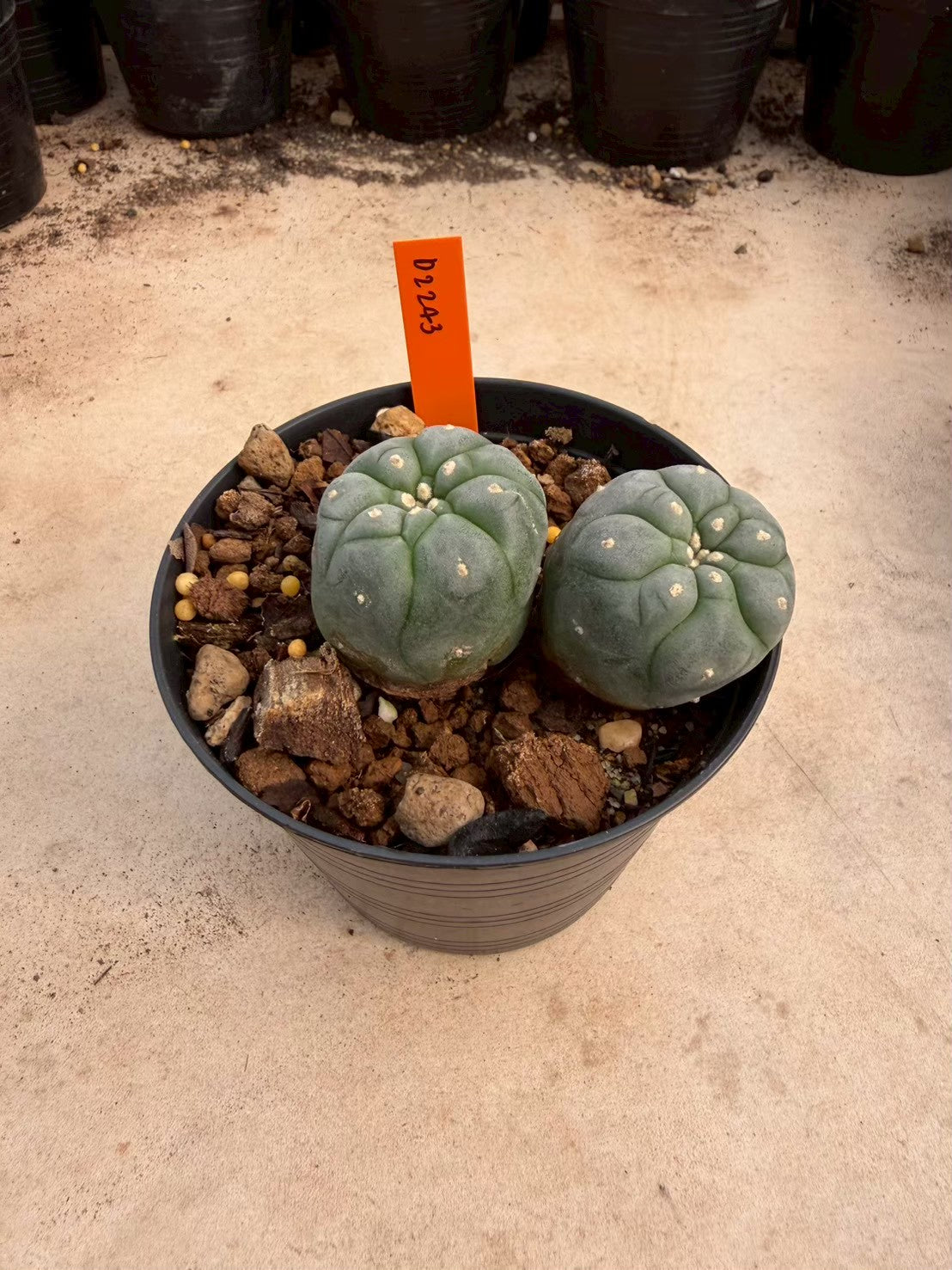 Lophophora williamsii – Peyote Cactus (Seed Grown, 3-3.5 cm, Own Root) 12 years old
