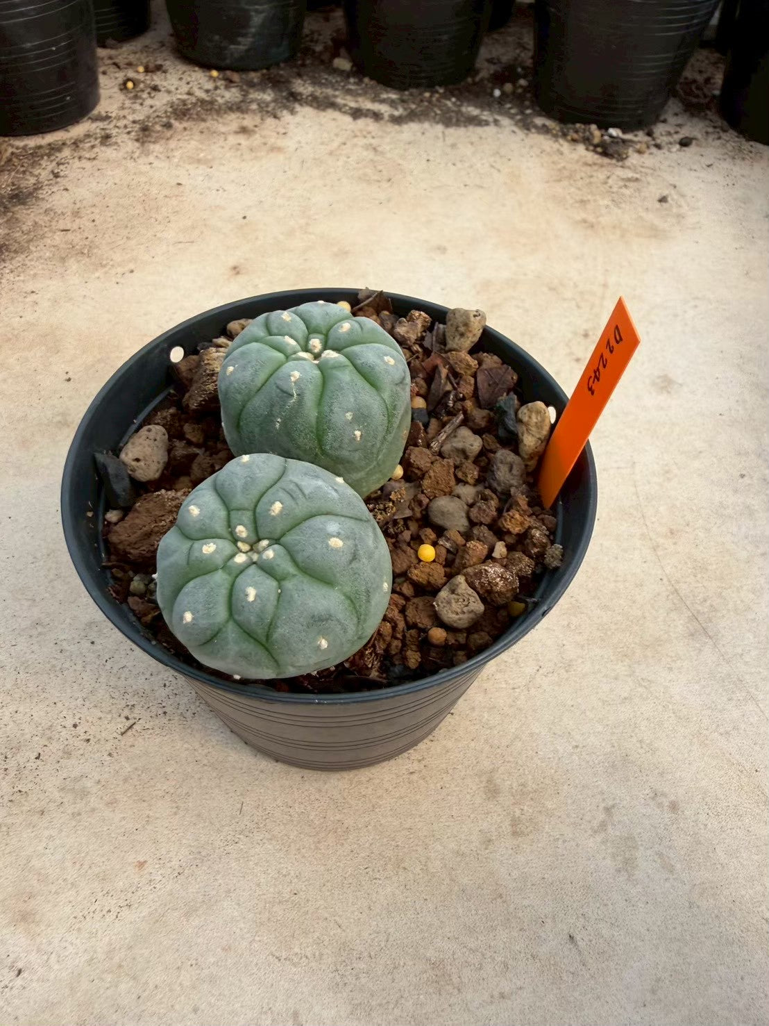 Lophophora williamsii – Peyote Cactus (Seed Grown, 3-3.5 cm, Own Root) 12 years old