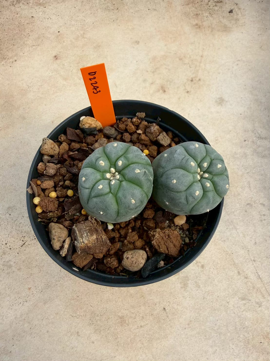 Lophophora williamsii – Peyote Cactus (Seed Grown, 3-3.5 cm, Own Root) 12 years old