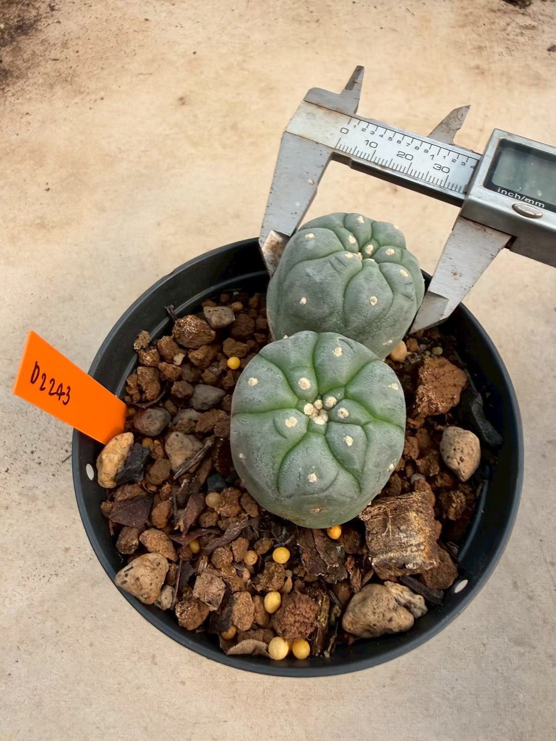 Lophophora williamsii – Peyote Cactus (Seed Grown, 3-3.5 cm, Own Root) 12 years old