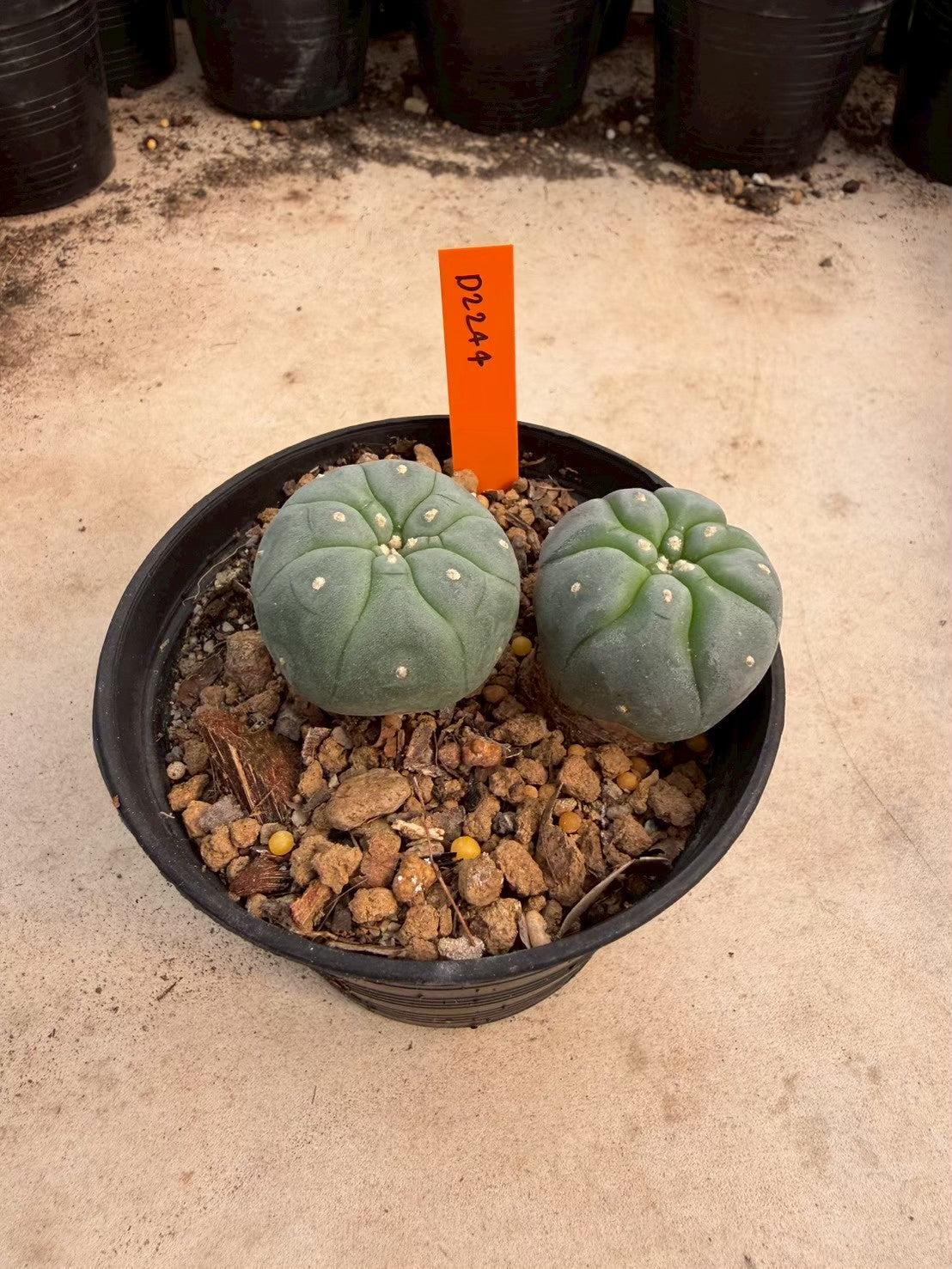 Lophophora williamsii – Peyote Cactus (Seed Grown, 3-3.5 cm, Own Root) 12 years old