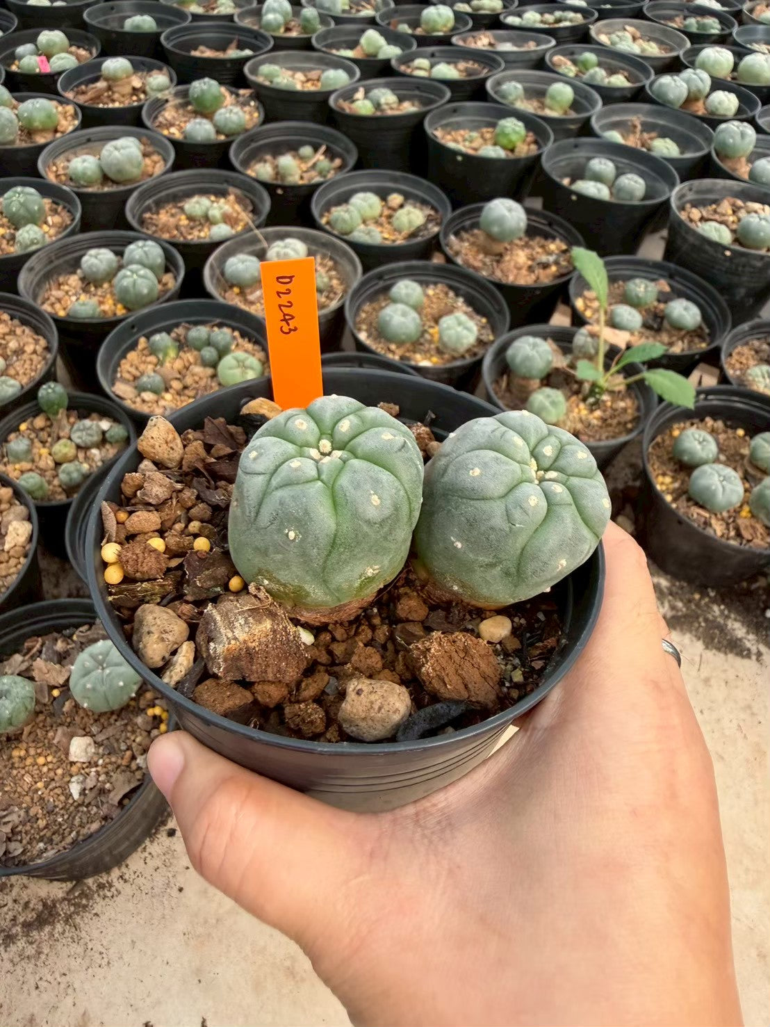 Lophophora williamsii – Peyote Cactus (Seed Grown, 3-3.5 cm, Own Root) 12 years old