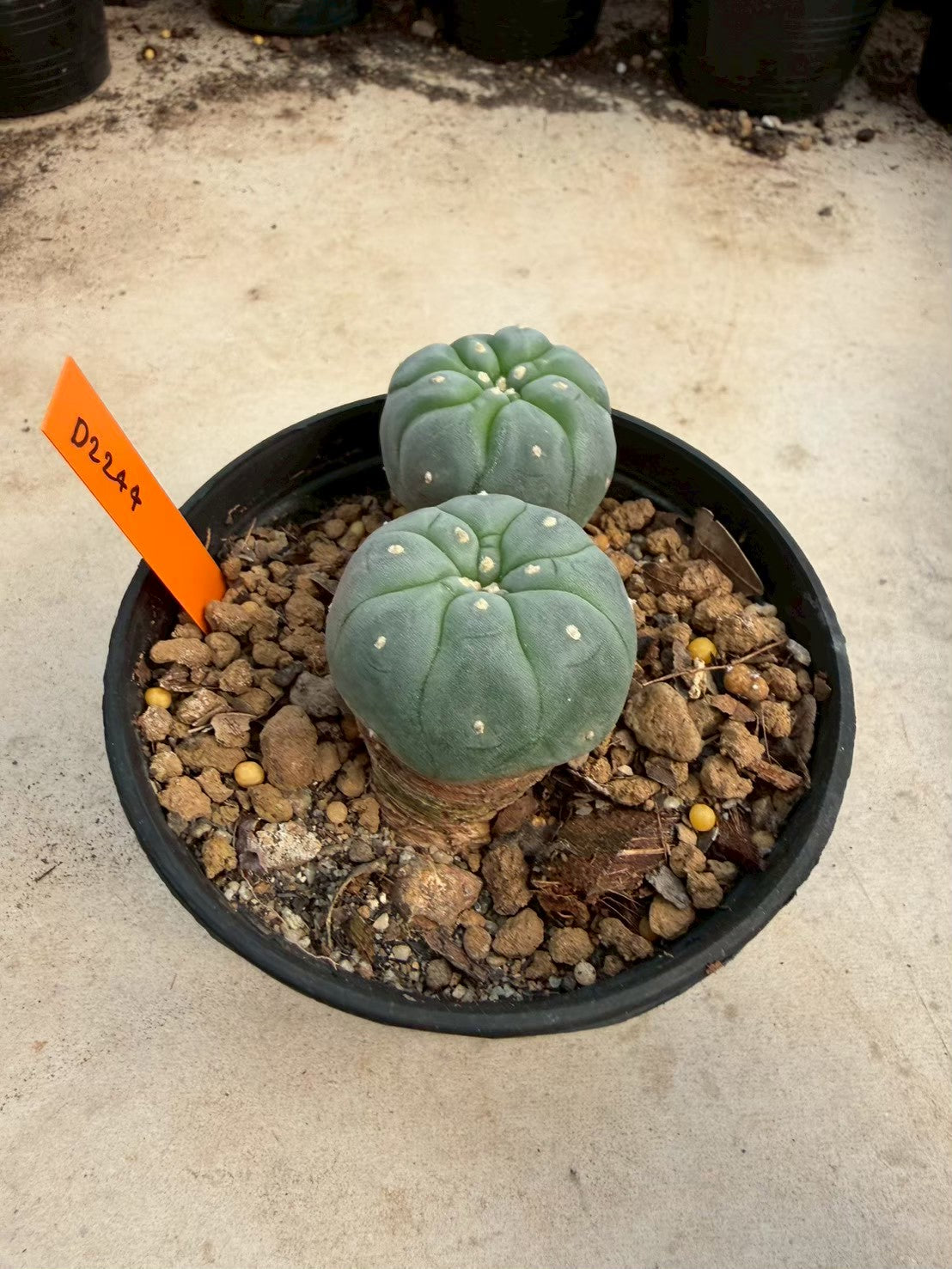 Lophophora williamsii – Peyote Cactus (Seed Grown, 3-3.5 cm, Own Root) 12 years old