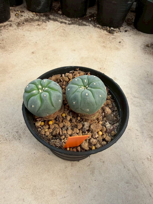 Lophophora williamsii – Peyote Cactus (Seed Grown, 3-3.5 cm, Own Root) 12 years old