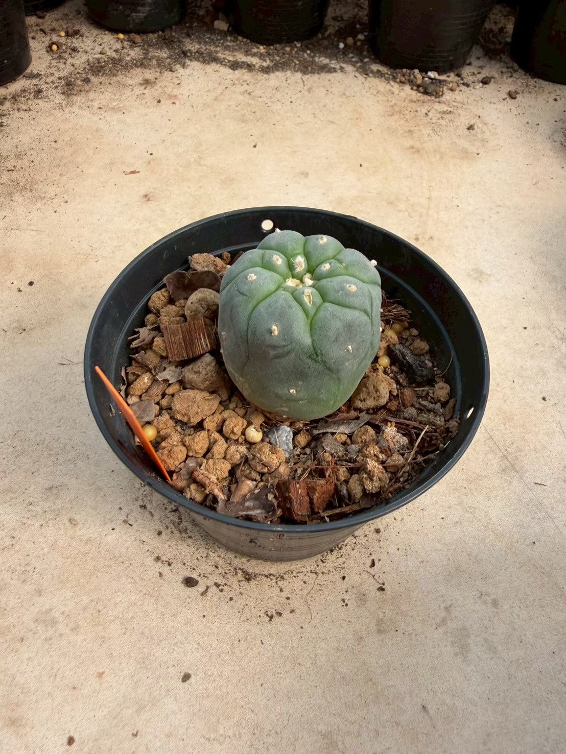 Lophophora williamsii – Peyote Cactus (Seed Grown, 3-3.5 cm, Own Root) 12 years old