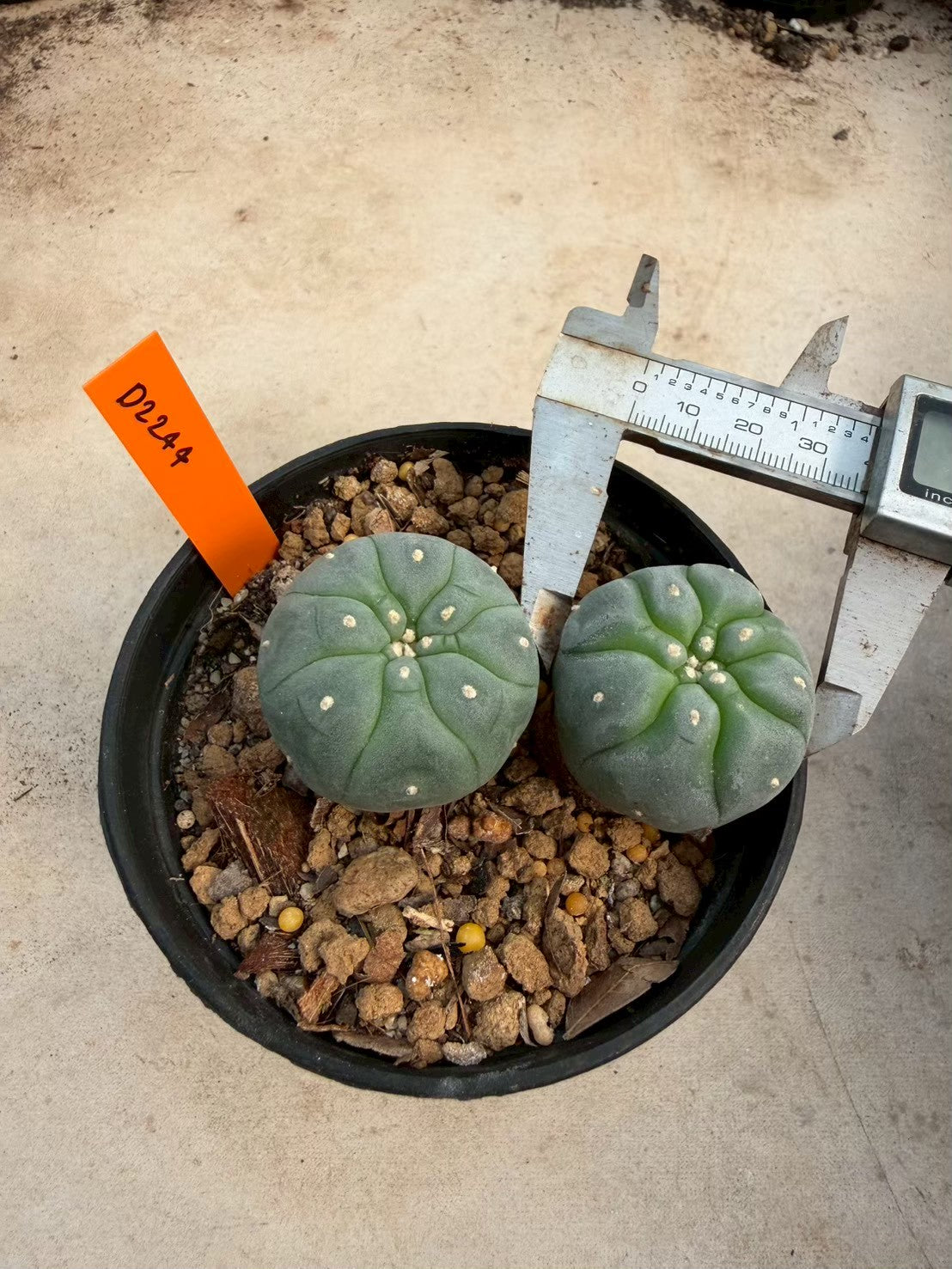 Lophophora williamsii – Peyote Cactus (Seed Grown, 3-3.5 cm, Own Root) 12 years old
