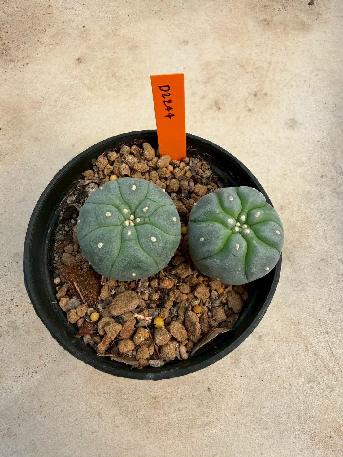 Lophophora williamsii – Peyote Cactus (Seed Grown, 3-3.5 cm, Own Root) 12 years old