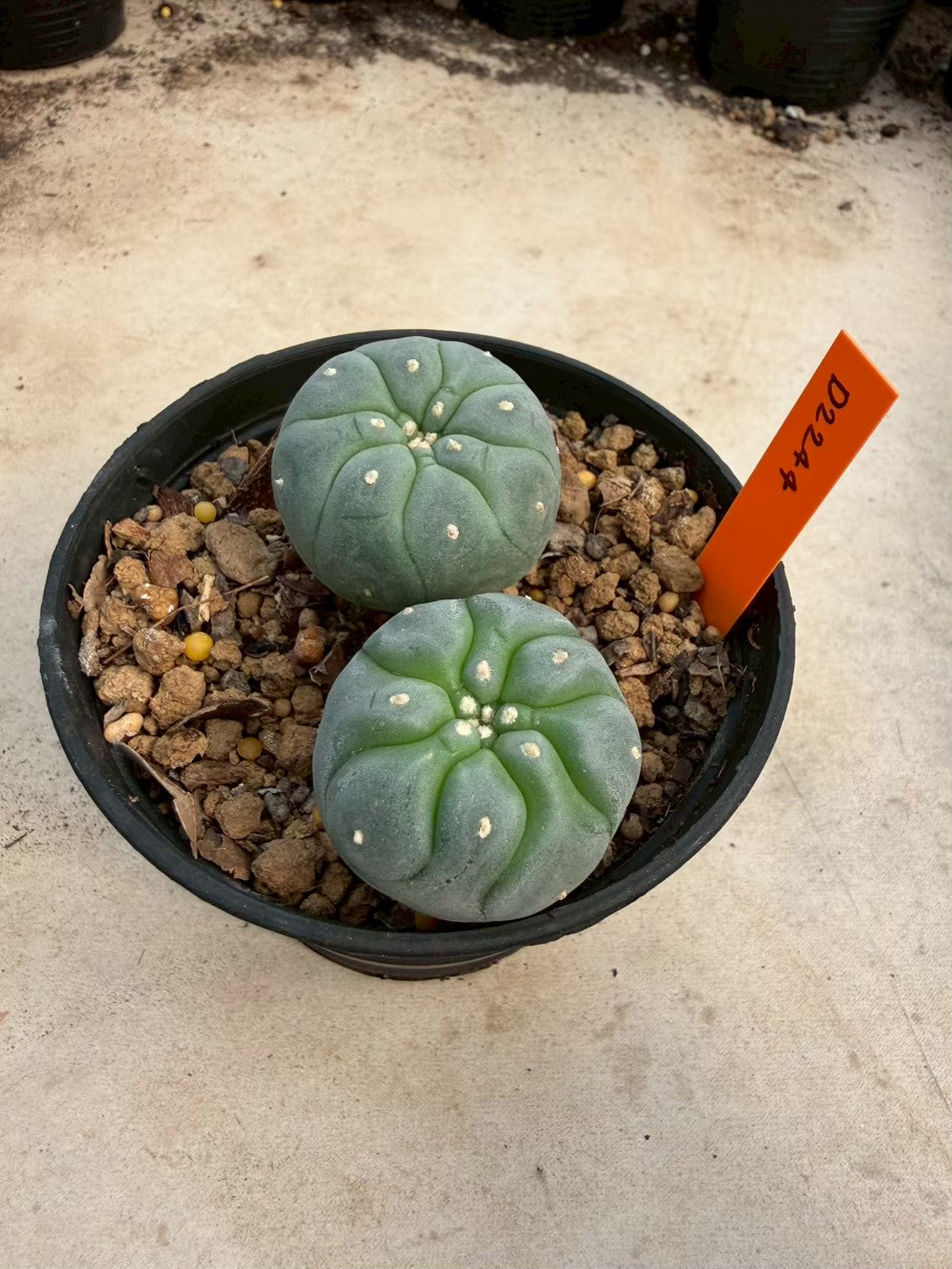 Lophophora williamsii – Peyote Cactus (Seed Grown, 3-3.5 cm, Own Root) 12 years old
