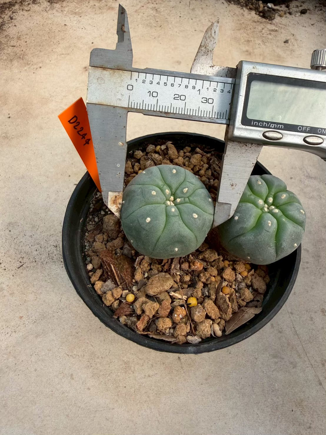 Lophophora williamsii – Peyote Cactus (Seed Grown, 3-3.5 cm, Own Root) 12 years old