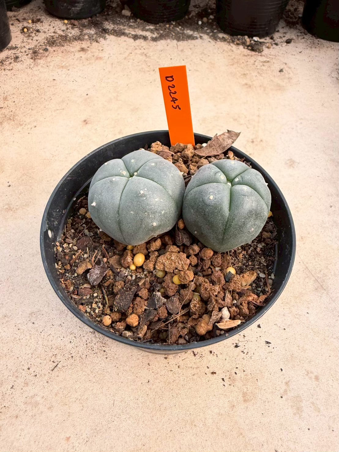 Lophophora williamsii – Peyote Cactus (Seed Grown, 3-3.5 cm, Own Root) 12 years old