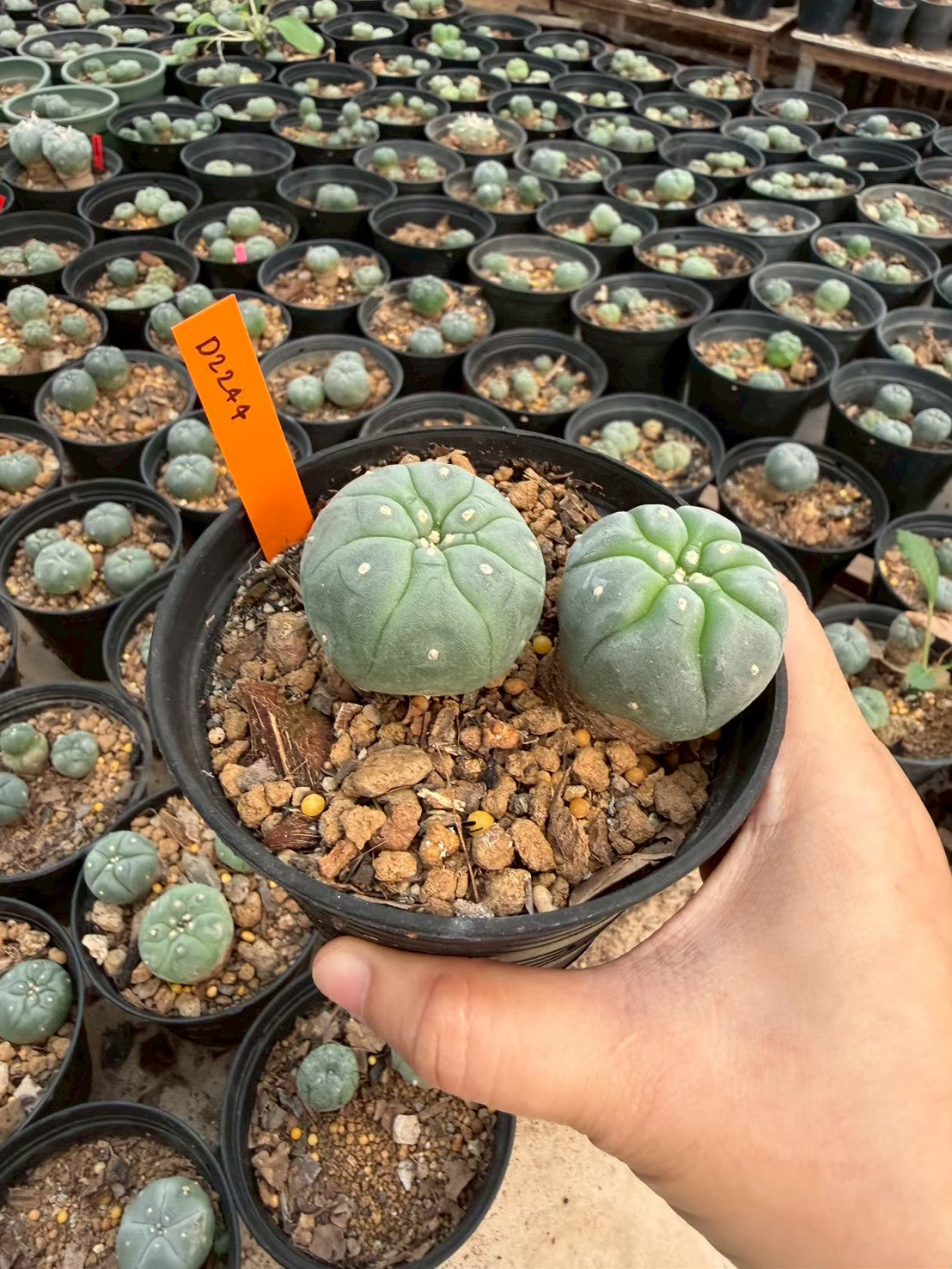 Lophophora williamsii – Peyote Cactus (Seed Grown, 3-3.5 cm, Own Root) 12 years old