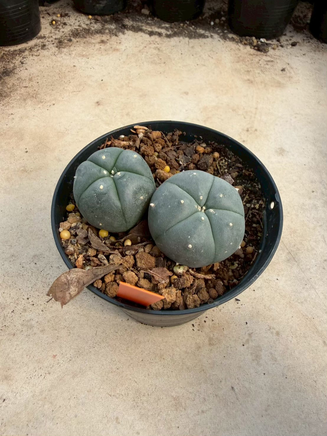 Lophophora williamsii – Peyote Cactus (Seed Grown, 3-3.5 cm, Own Root) 12 years old
