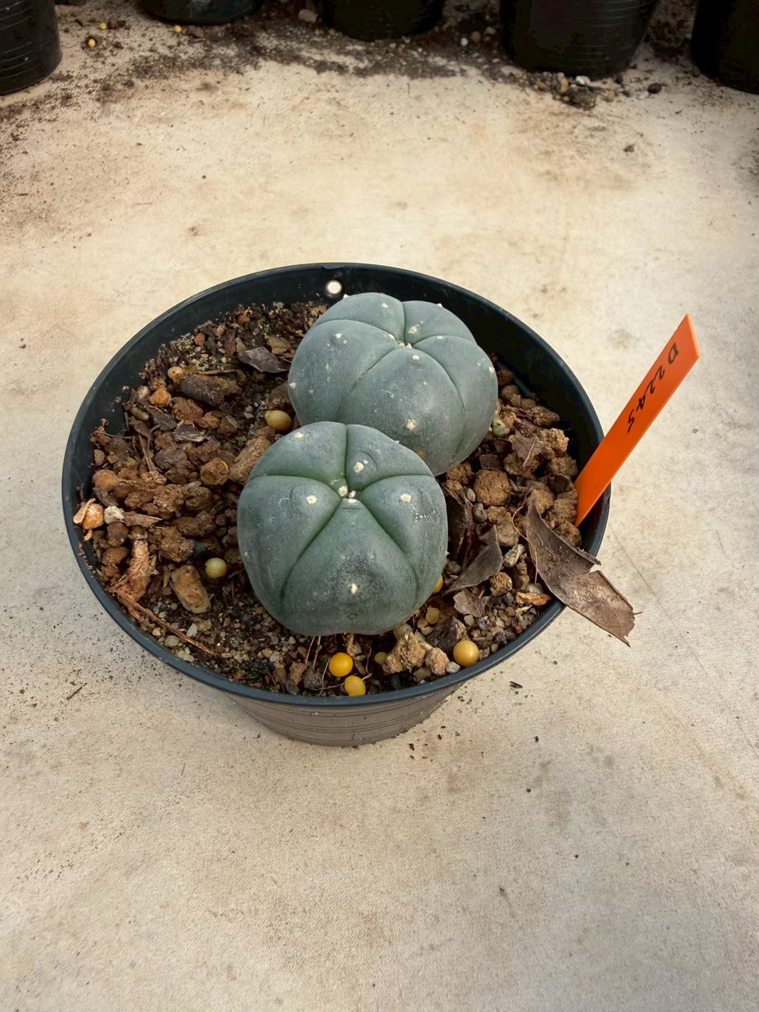Lophophora williamsii – Peyote Cactus (Seed Grown, 3-3.5 cm, Own Root) 12 years old