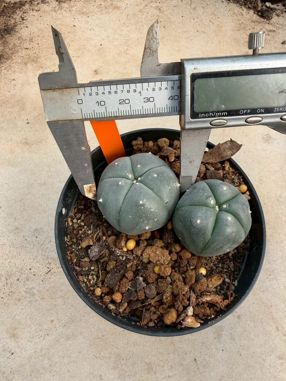 Lophophora williamsii – Peyote Cactus (Seed Grown, 3-3.5 cm, Own Root) 12 years old