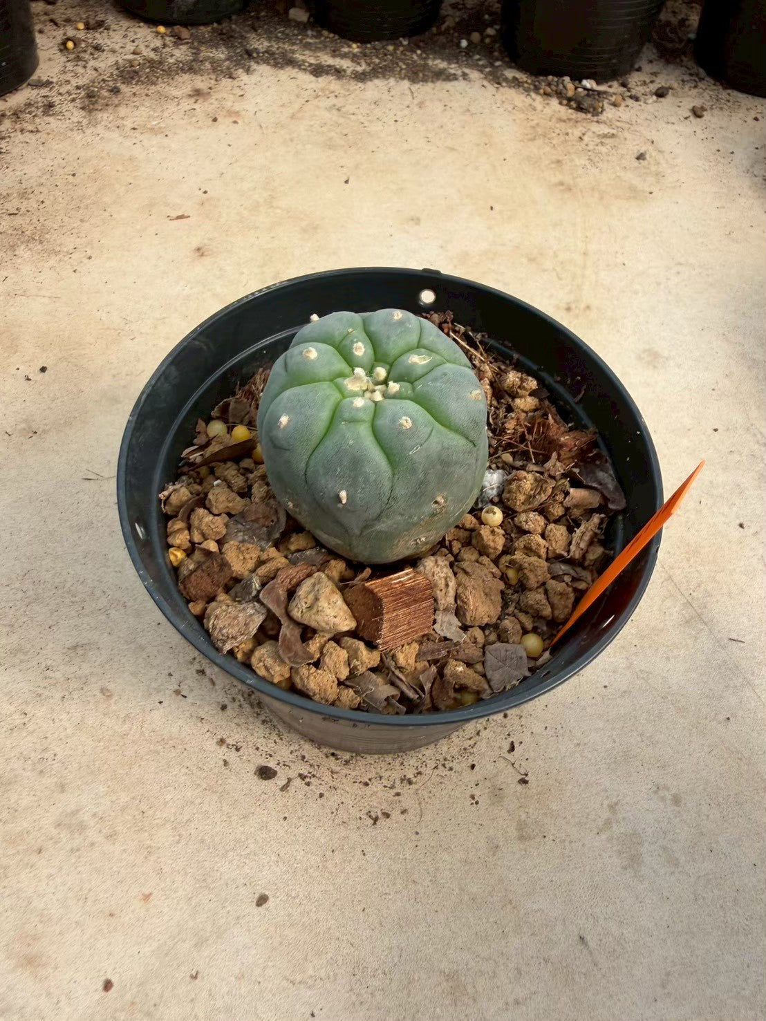 Lophophora williamsii – Peyote Cactus (Seed Grown, 3-3.5 cm, Own Root) 12 years old