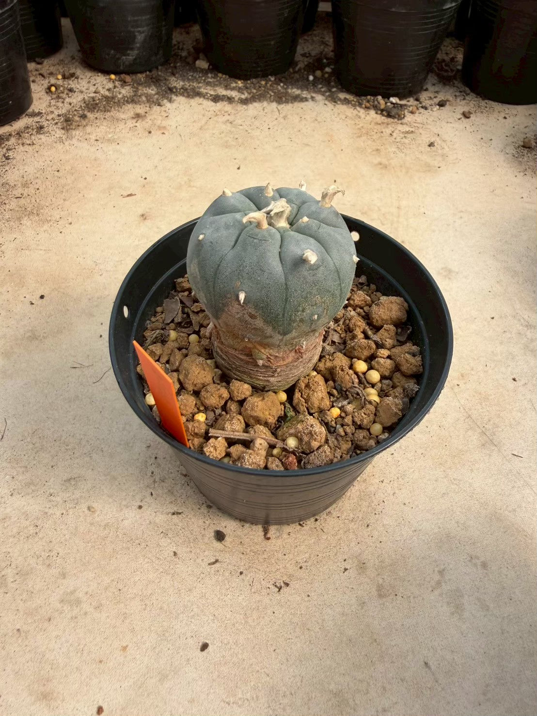 Lophophora williamsii – Peyote Cactus (Seed Grown, 3-3.5 cm, Own Root) 12 years old