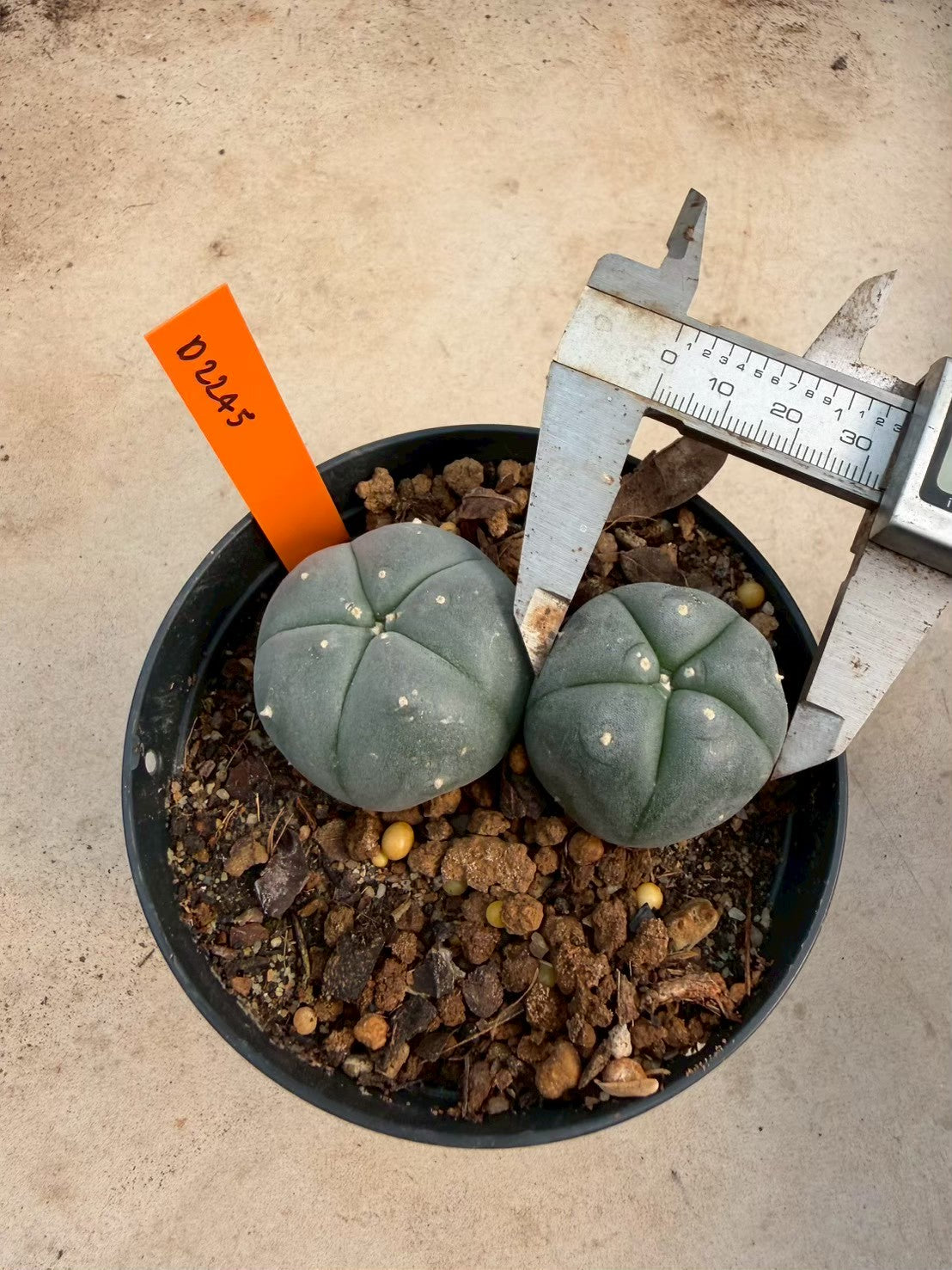 Lophophora williamsii – Peyote Cactus (Seed Grown, 3-3.5 cm, Own Root) 12 years old