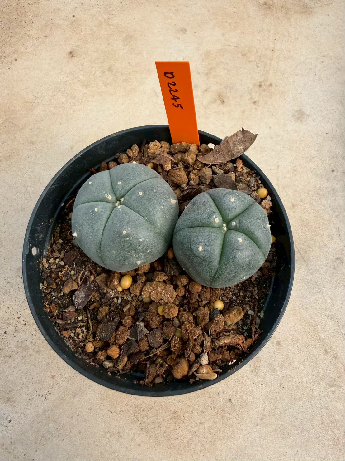 Lophophora williamsii – Peyote Cactus (Seed Grown, 3-3.5 cm, Own Root) 12 years old