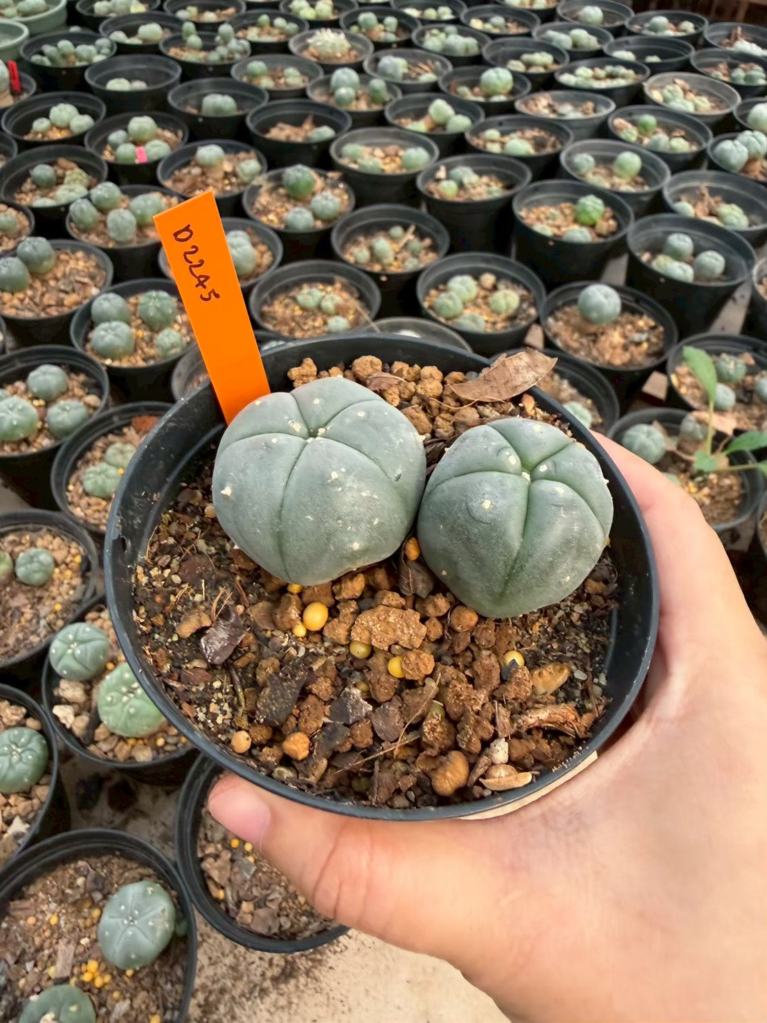 Lophophora williamsii – Peyote Cactus (Seed Grown, 3-3.5 cm, Own Root) 12 years old