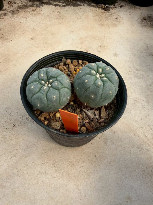 Lophophora williamsii – Peyote Cactus (Seed Grown, 3-3.5 cm, Own Root) 12 years old