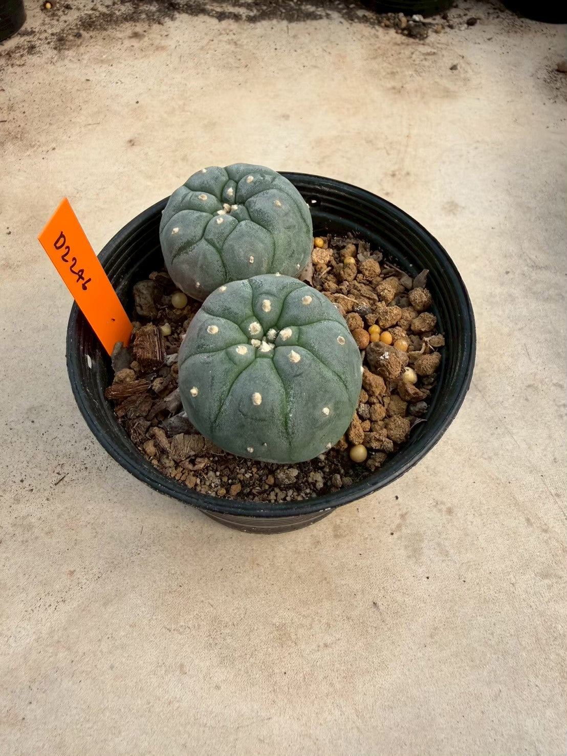 Lophophora williamsii – Peyote Cactus (Seed Grown, 3-3.5 cm, Own Root) 12 years old