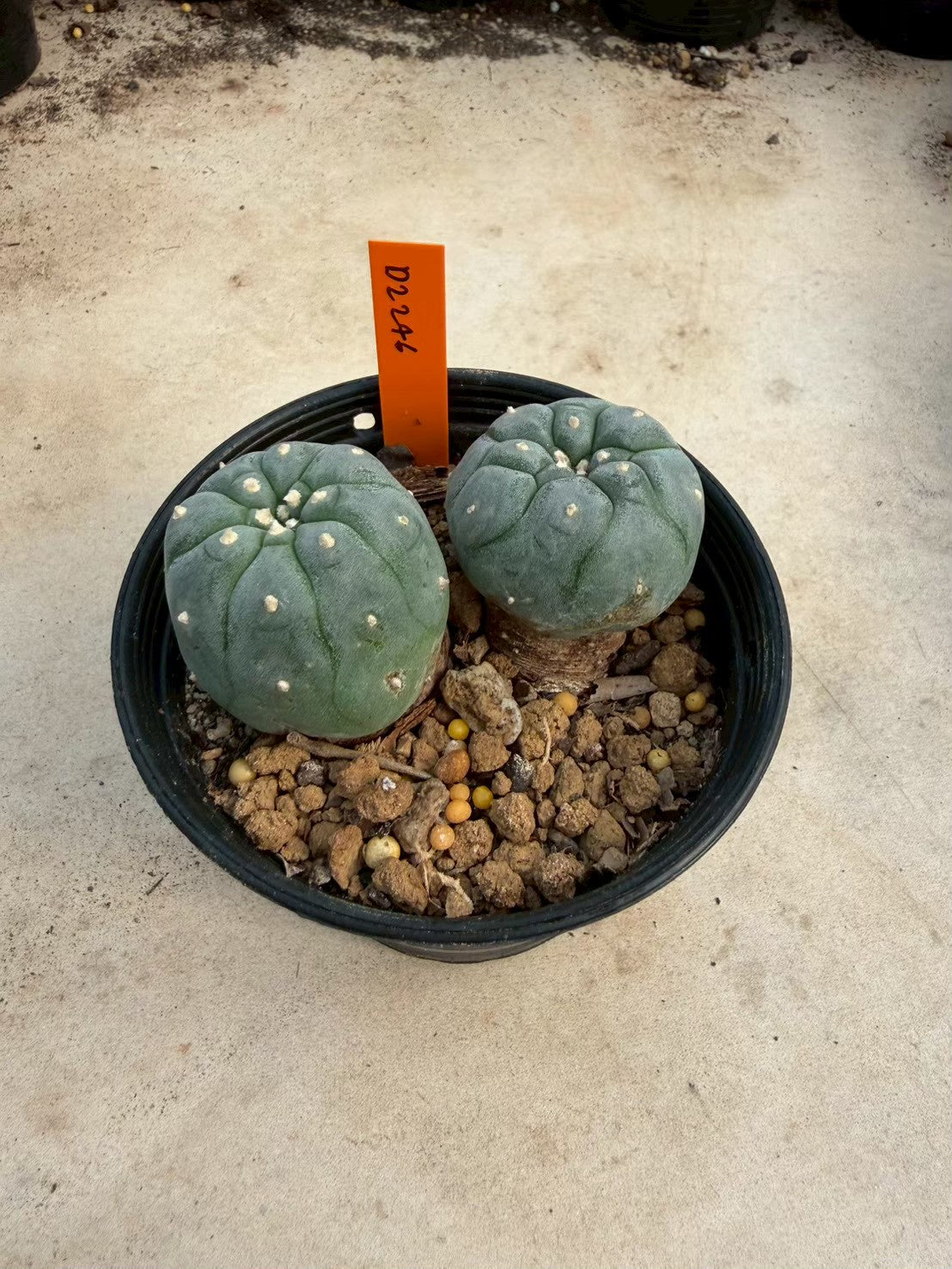 Lophophora williamsii – Peyote Cactus (Seed Grown, 3-3.5 cm, Own Root) 12 years old