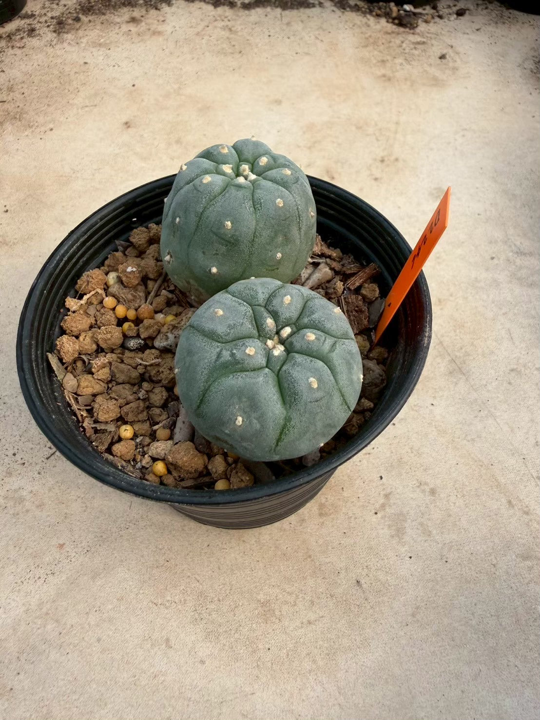 Lophophora williamsii – Peyote Cactus (Seed Grown, 3-3.5 cm, Own Root) 12 years old