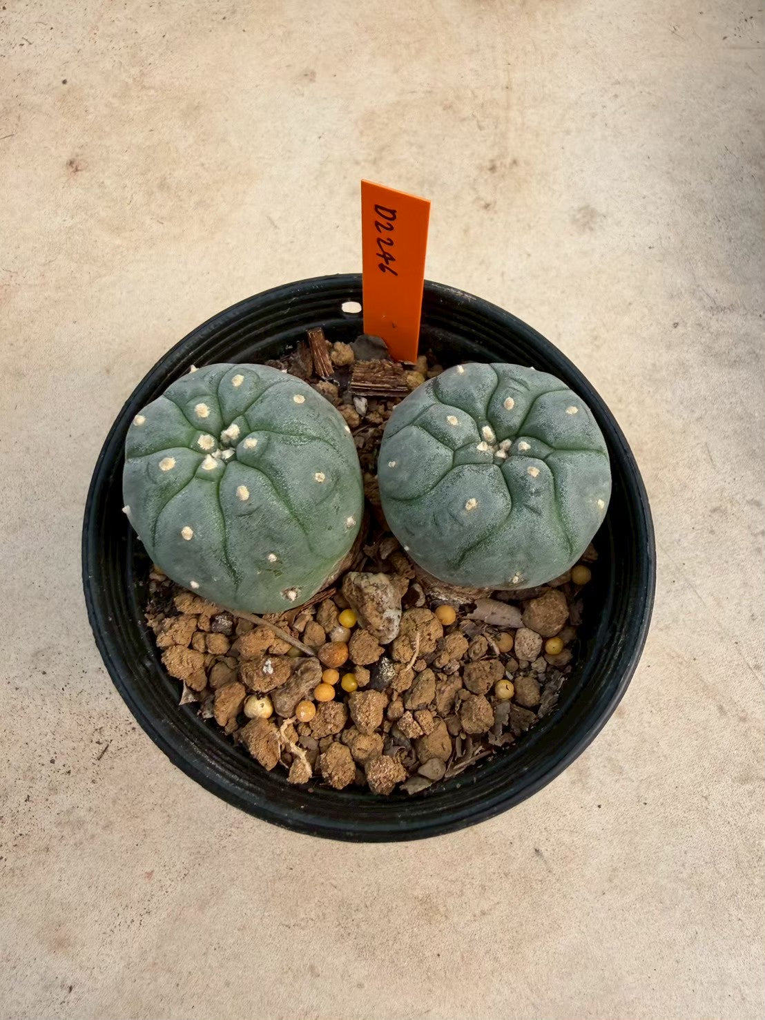 Lophophora williamsii – Peyote Cactus (Seed Grown, 3-3.5 cm, Own Root) 12 years old