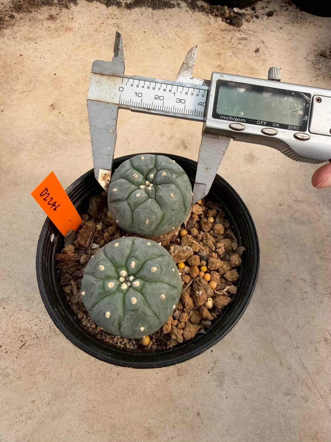 Lophophora williamsii – Peyote Cactus (Seed Grown, 3-3.5 cm, Own Root) 12 years old