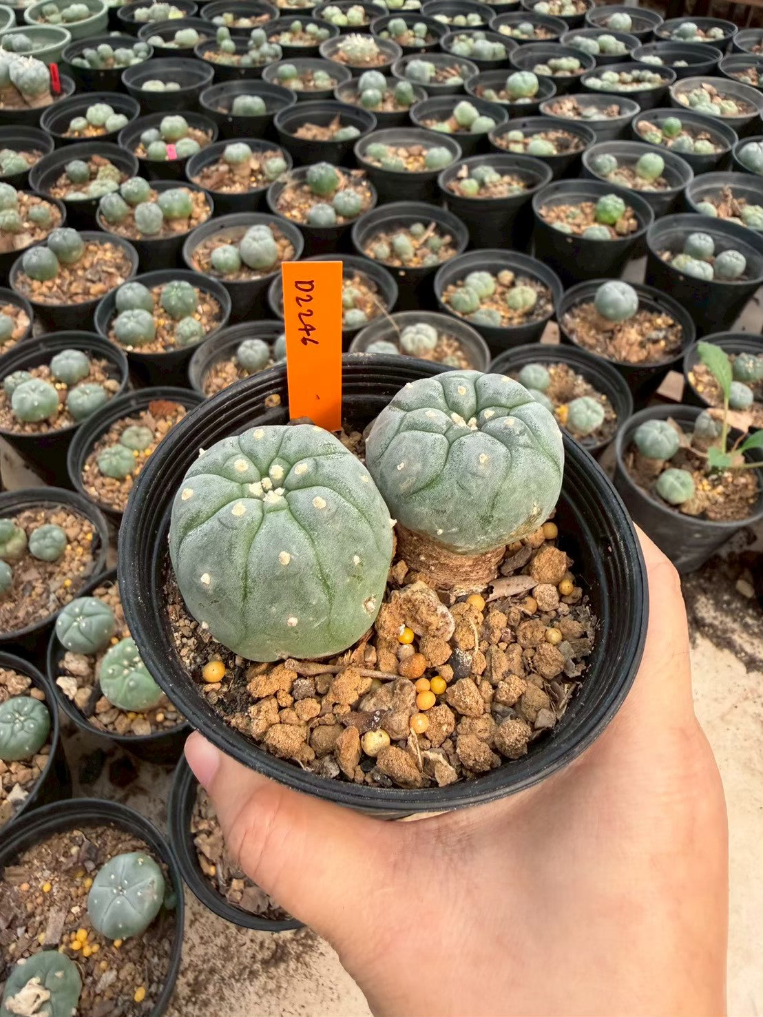 Lophophora williamsii – Peyote Cactus (Seed Grown, 3-3.5 cm, Own Root) 12 years old
