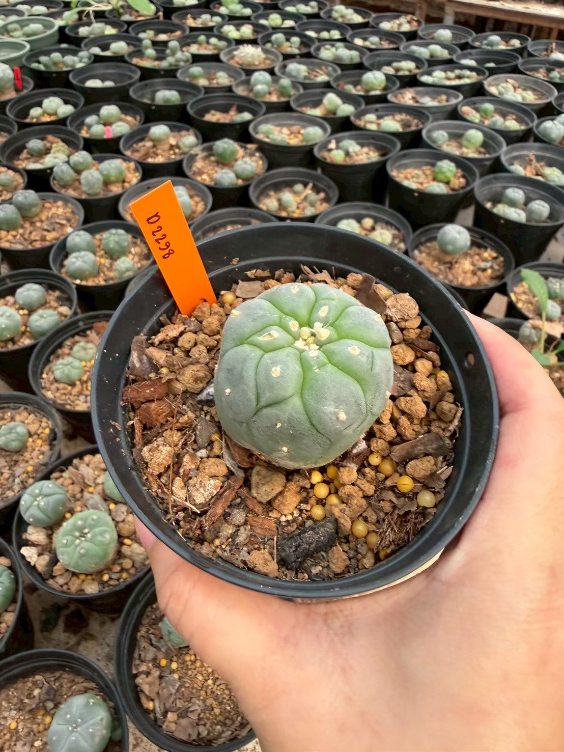 Lophophora williamsii – Peyote Cactus (Seed Grown, 3-3.5 cm, Own Root) 12 years old