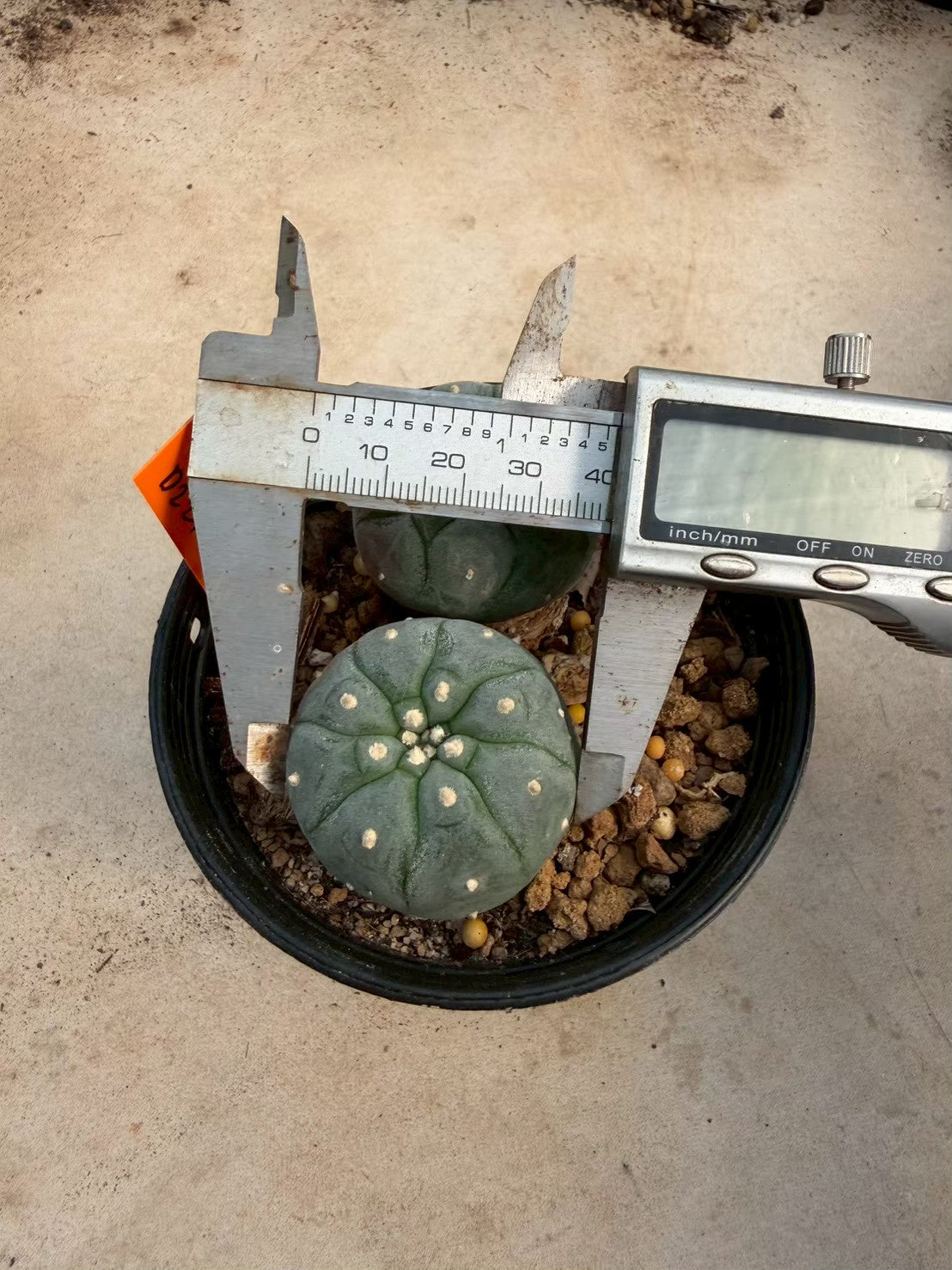 Lophophora williamsii – Peyote Cactus (Seed Grown, 3-3.5 cm, Own Root) 12 years old