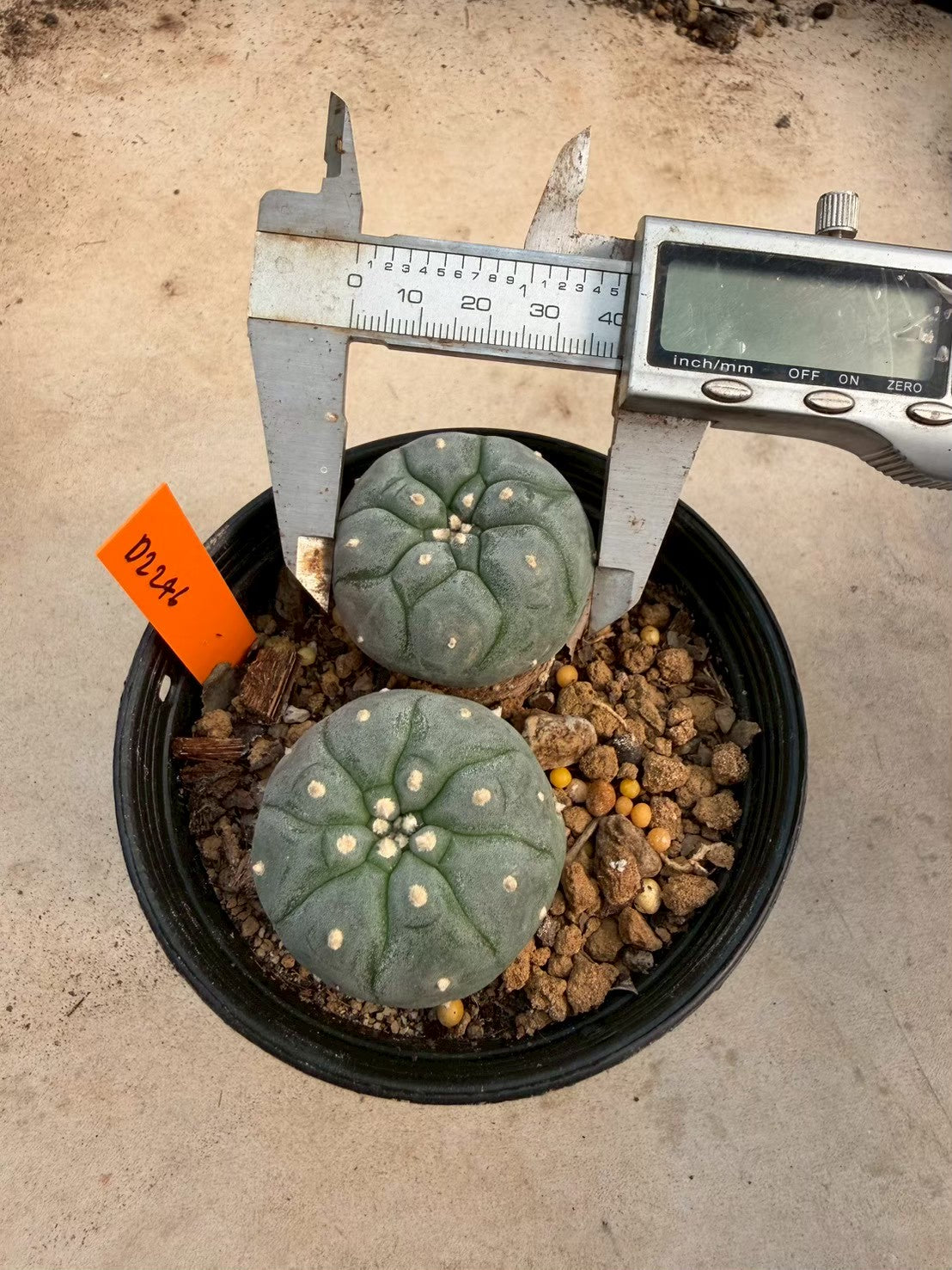 Lophophora williamsii – Peyote Cactus (Seed Grown, 3-3.5 cm, Own Root) 12 years old