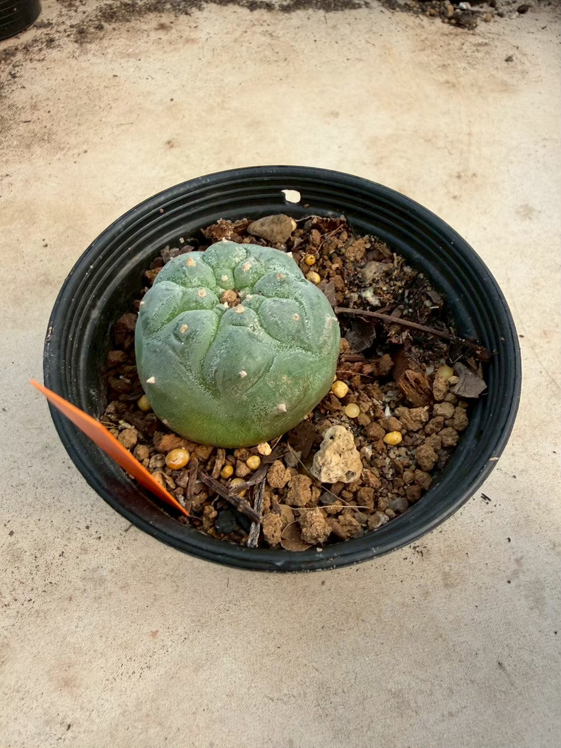 Lophophora williamsii – Peyote Cactus (Seed Grown, 3-3.5 cm, Own Root) 12 years old