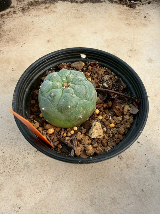 Lophophora williamsii – Peyote Cactus (Seed Grown, 3-3.5 cm, Own Root) 12 years old