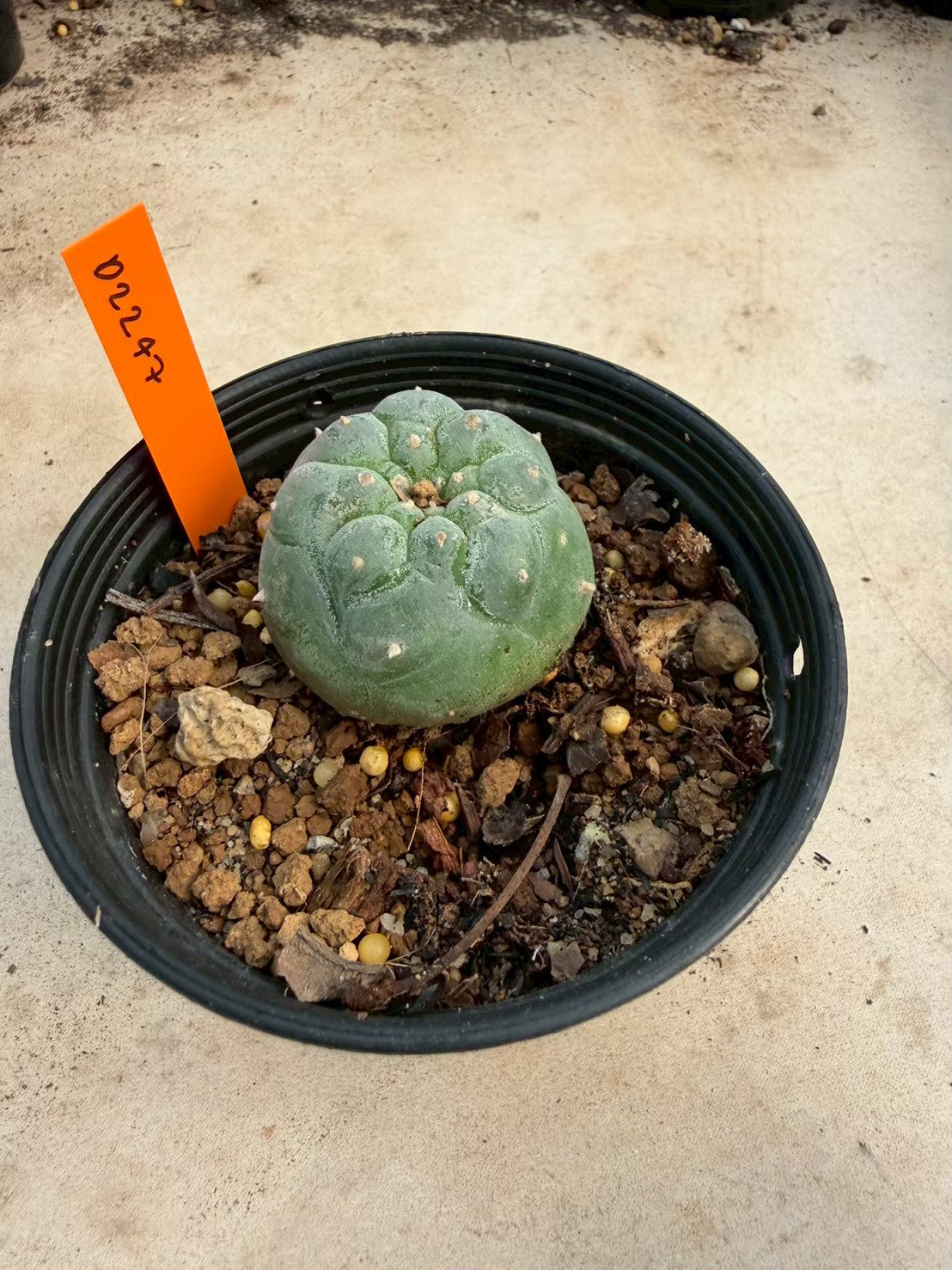 Lophophora williamsii – Peyote Cactus (Seed Grown, 3-3.5 cm, Own Root) 12 years old