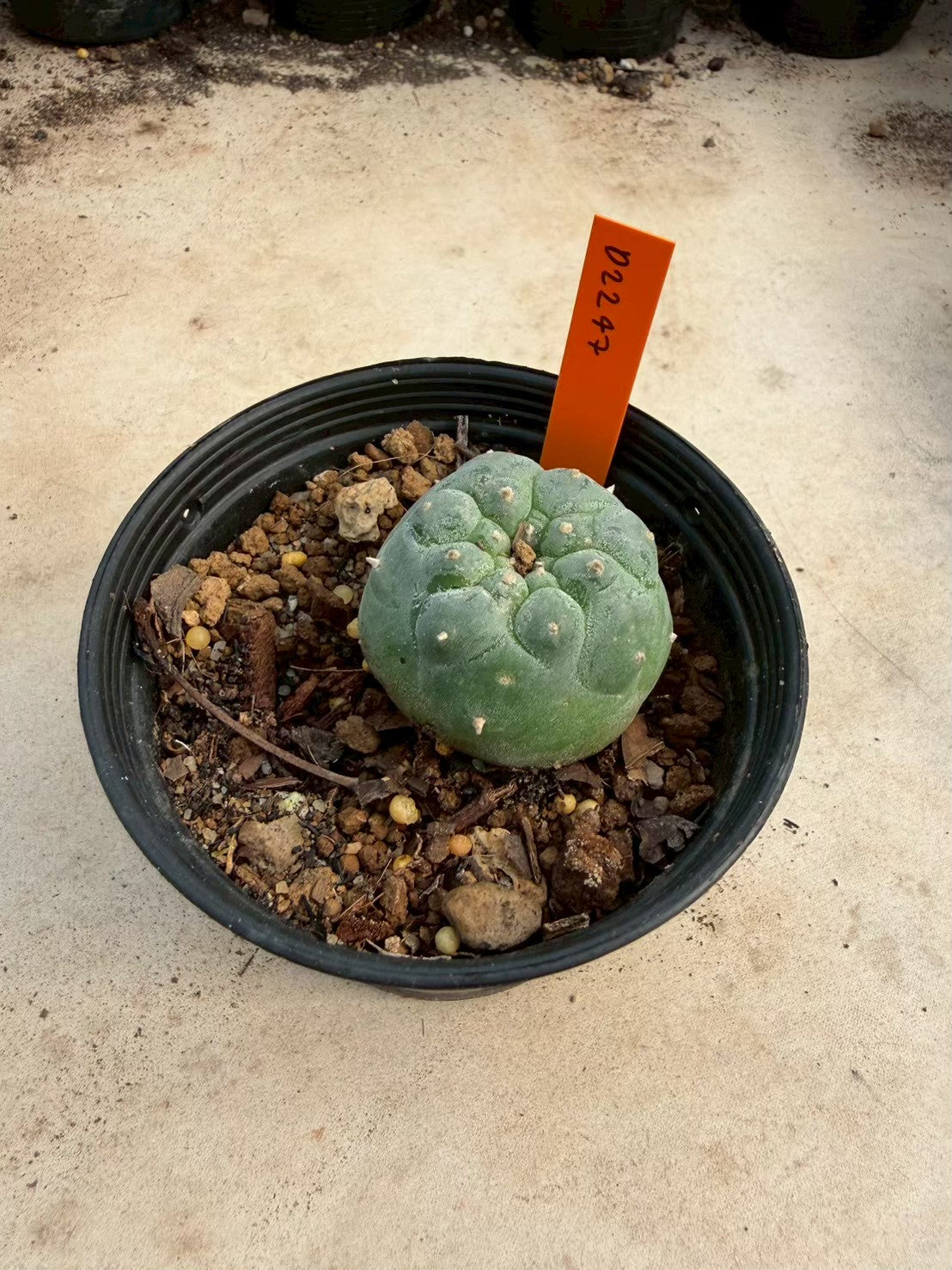 Lophophora williamsii – Peyote Cactus (Seed Grown, 3-3.5 cm, Own Root) 12 years old