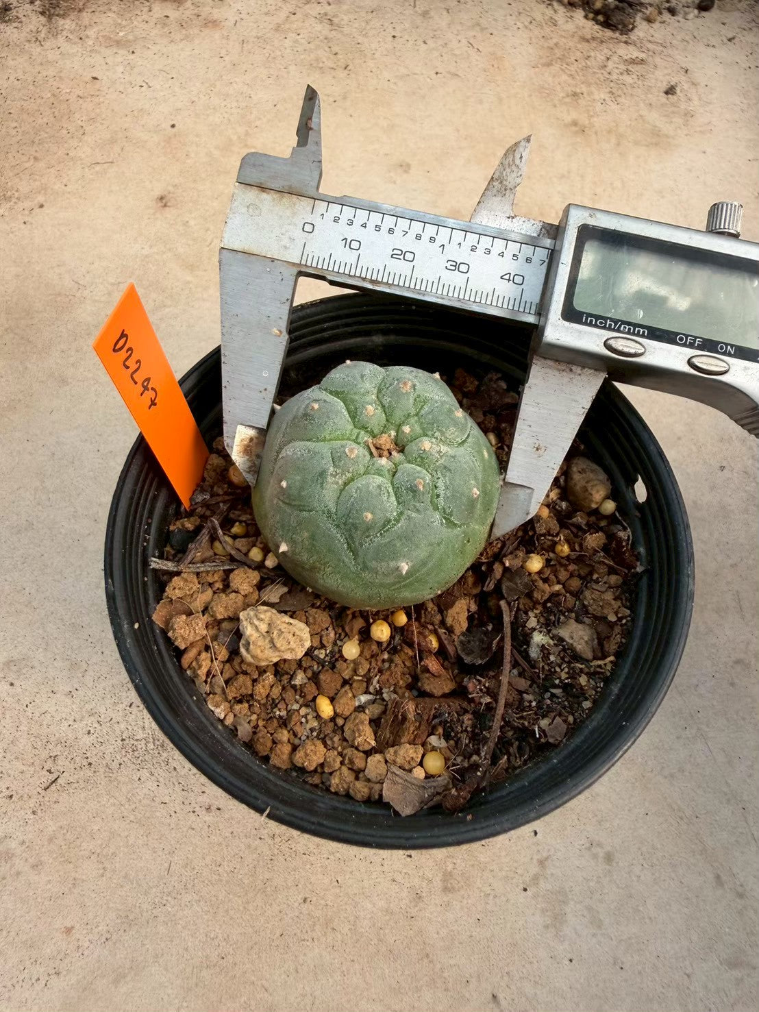 Lophophora williamsii – Peyote Cactus (Seed Grown, 3-3.5 cm, Own Root) 12 years old