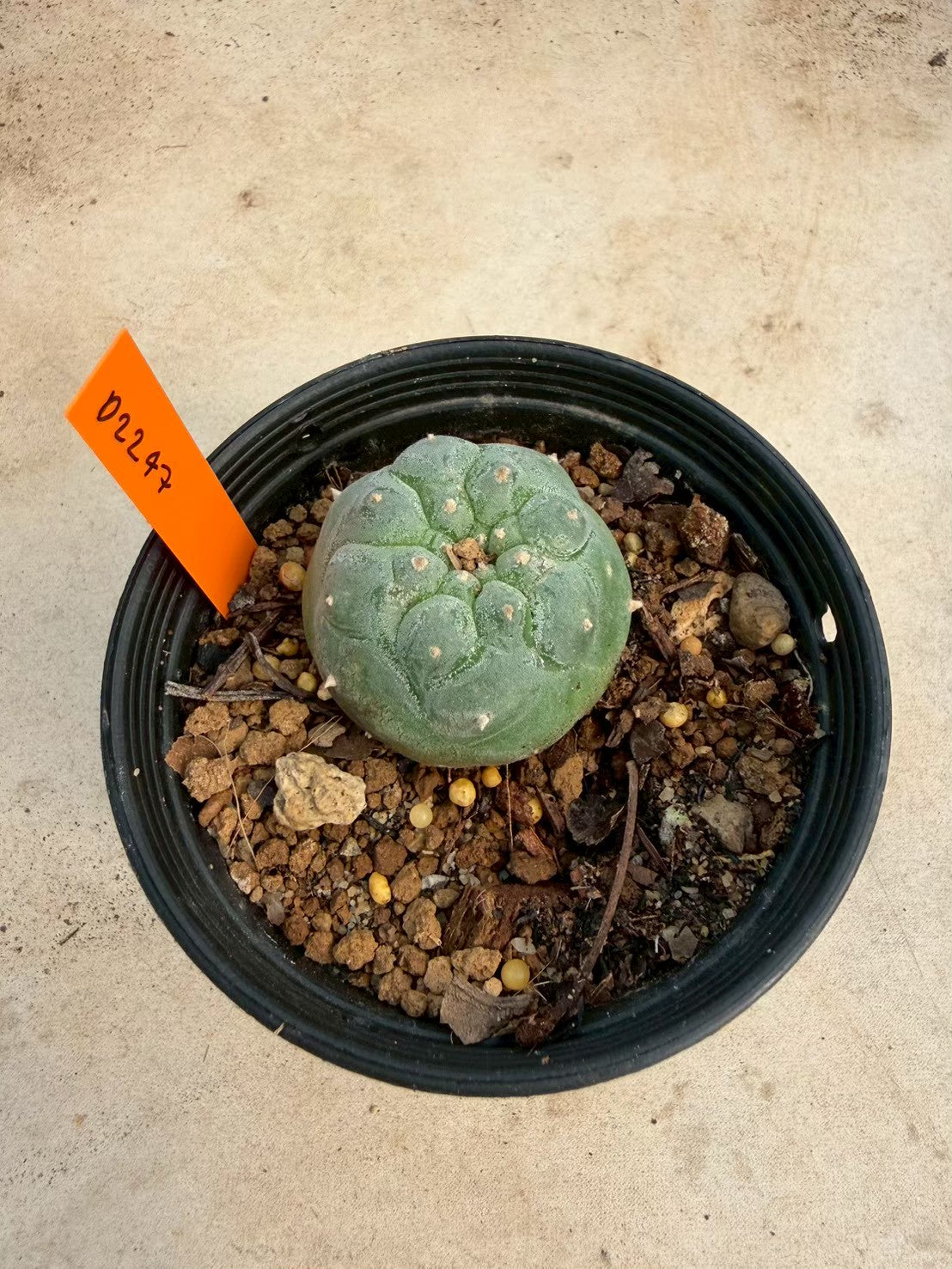Lophophora williamsii – Peyote Cactus (Seed Grown, 3-3.5 cm, Own Root) 12 years old
