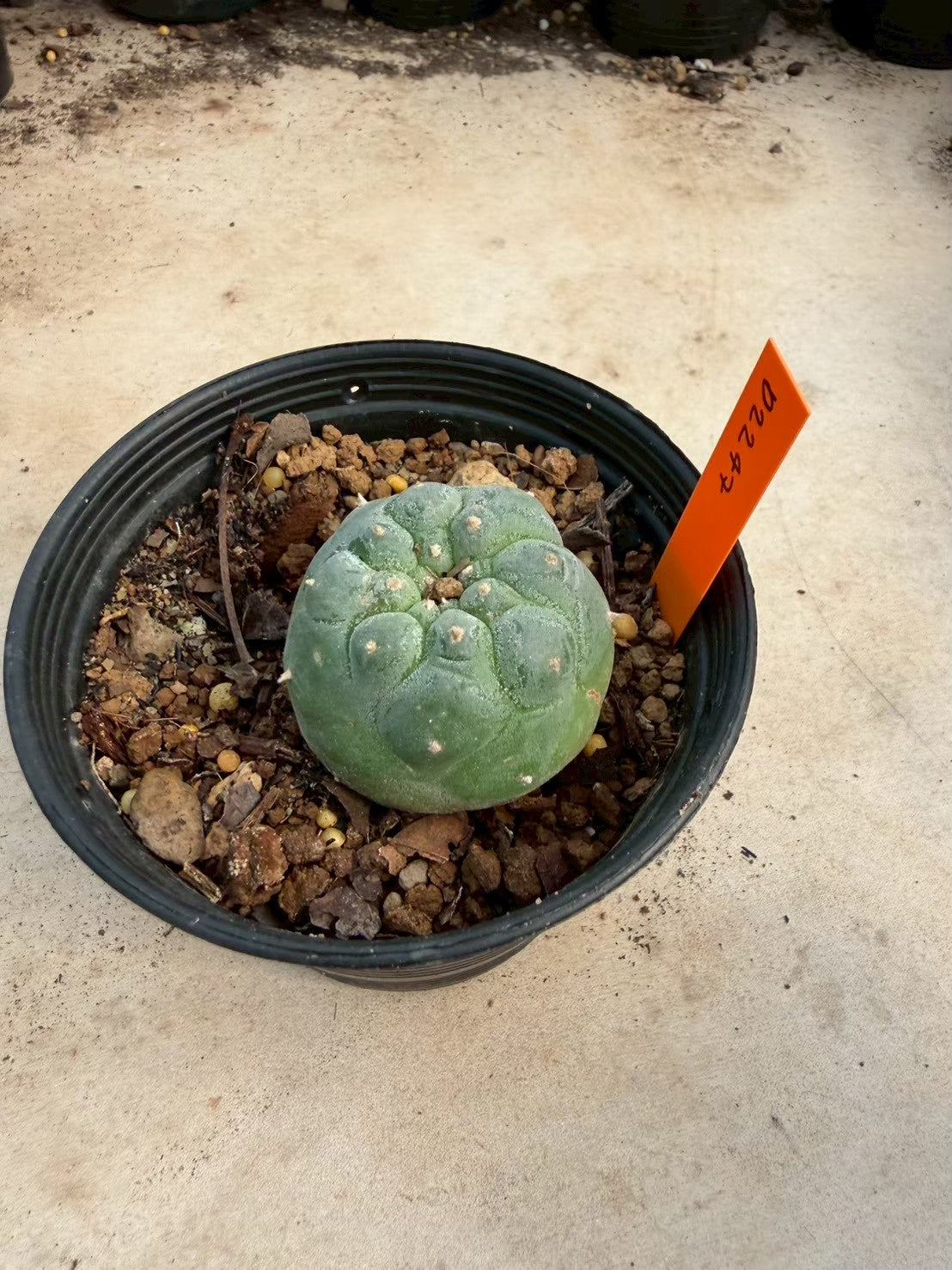 Lophophora williamsii – Peyote Cactus (Seed Grown, 3-3.5 cm, Own Root) 12 years old