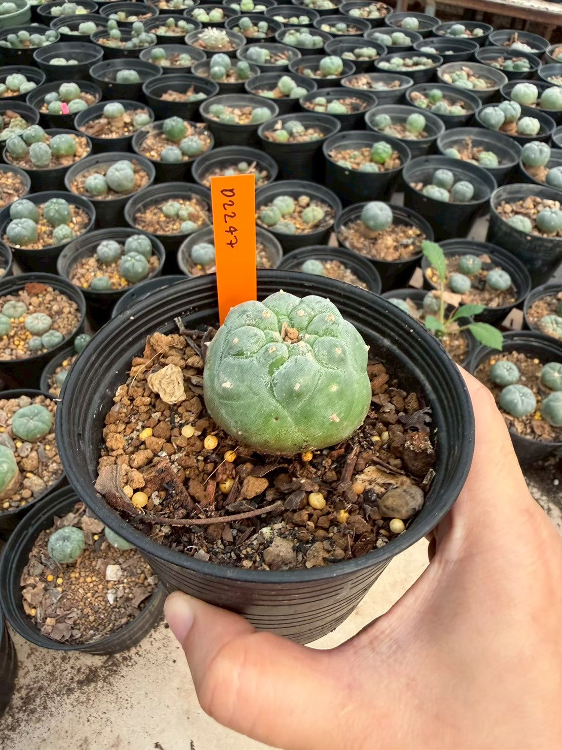 Lophophora williamsii – Peyote Cactus (Seed Grown, 3-3.5 cm, Own Root) 12 years old